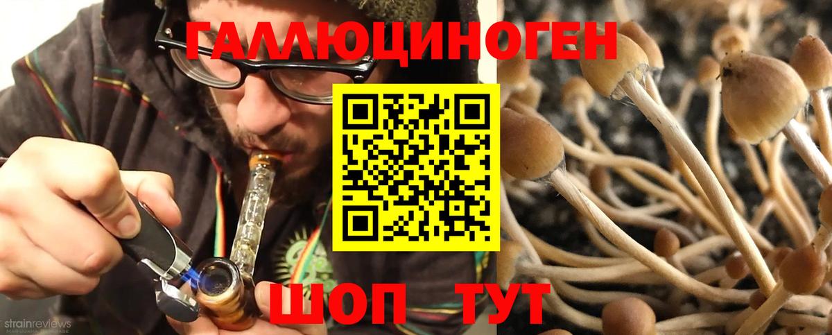 Нижний Новгород  Псилоцибиновые грибы прущие грибы  Псилоцибиновые грибы Psilocybe  Вход с VPN 